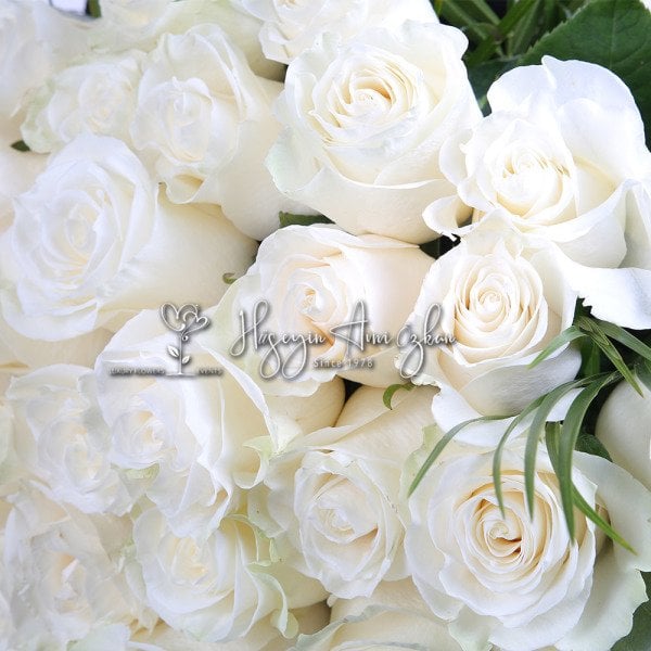 Proud Roses
