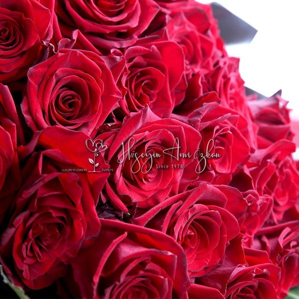 Explorer Roses