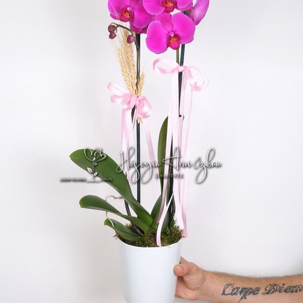 Fuchsia Phalaenopsis Orchid