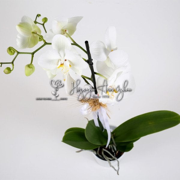 White Phalaenopsis