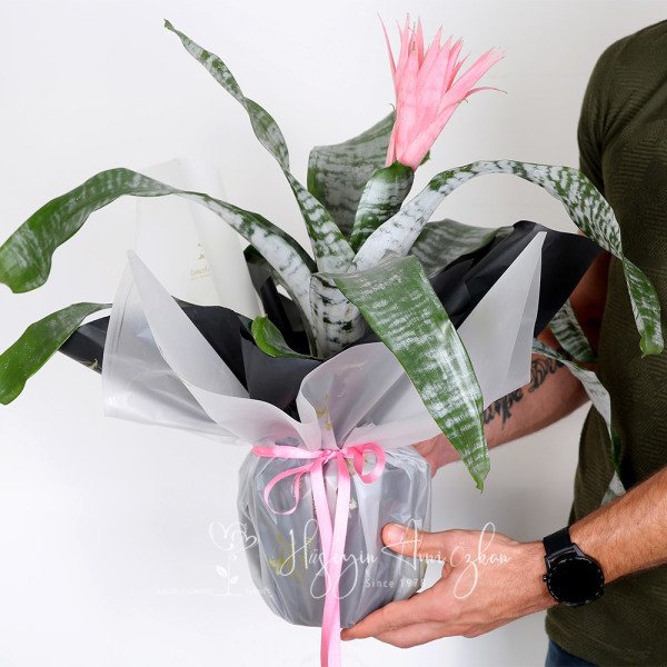 Aechmea