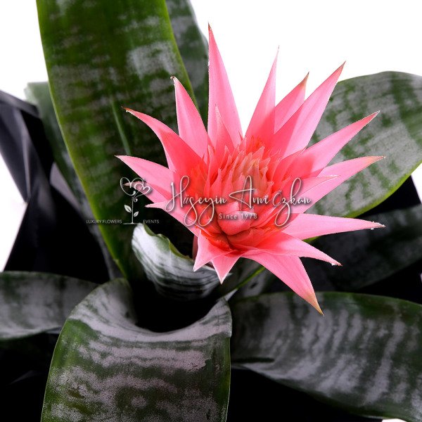 Aechmea
