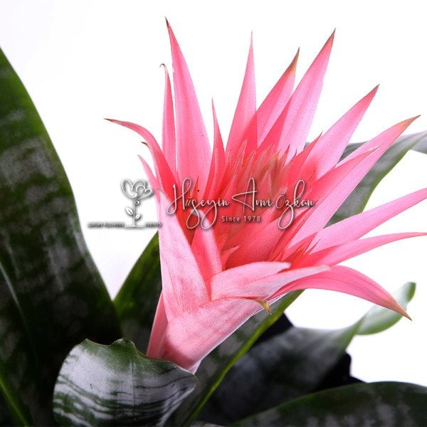 Aechmea