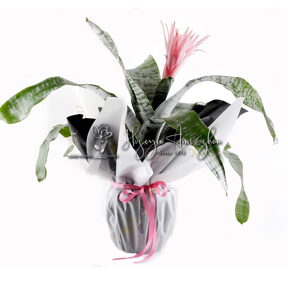 Aechmea
