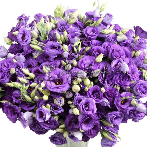Purple  Eustoma Lisianthus