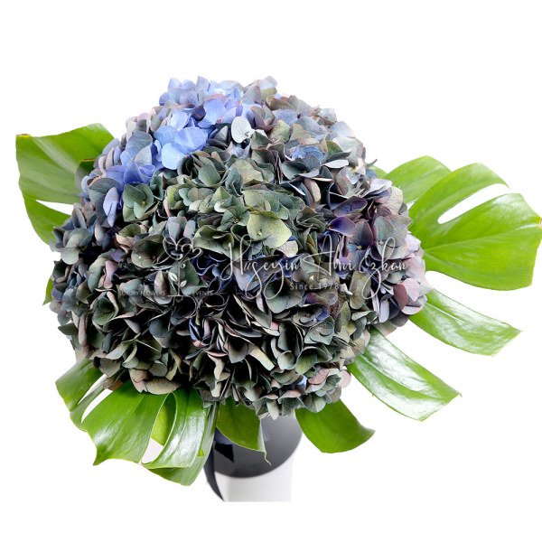 Magical Opal Hydrangea