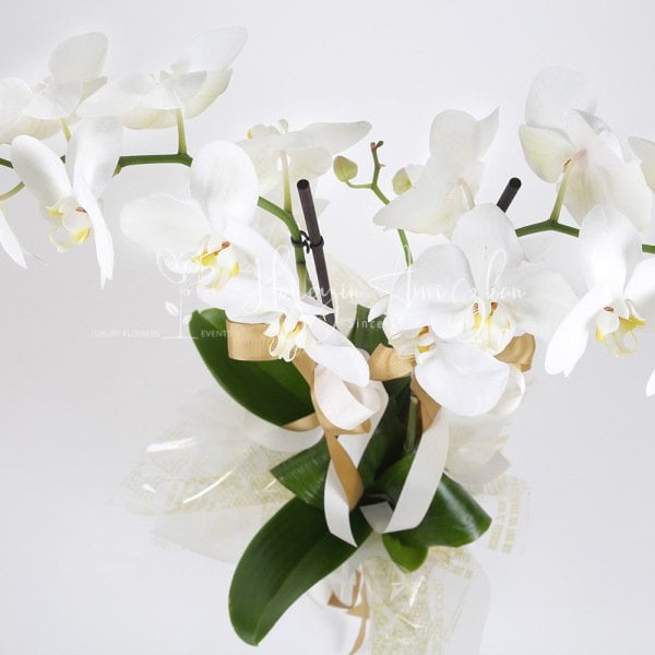White Phalaenopsis Orchid