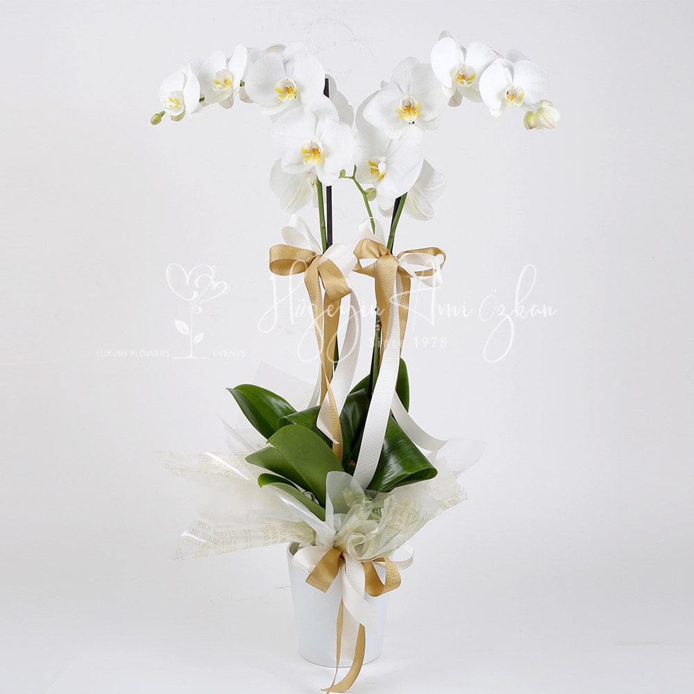 White Phalaenopsis Orchid