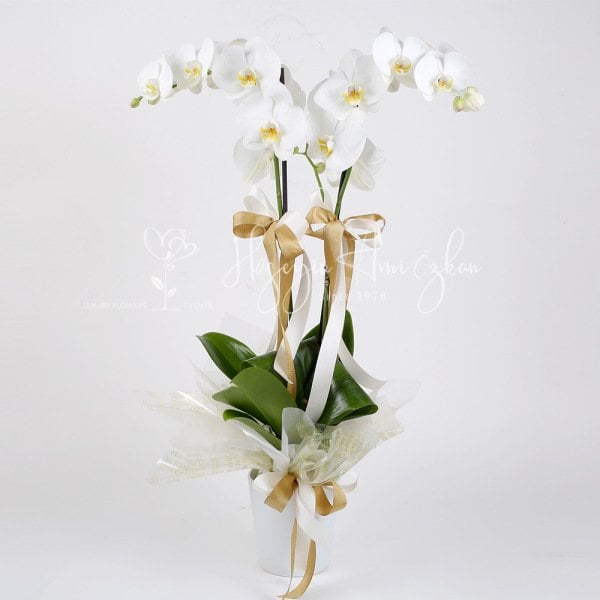 White Phalaenopsis Orchid