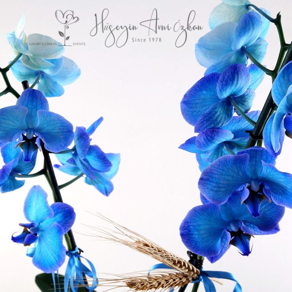 Blue Phalaenopsis Orchid