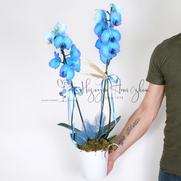 Blue Phalaenopsis Orchid
