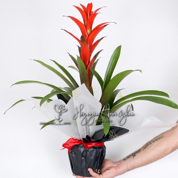 Guzmania