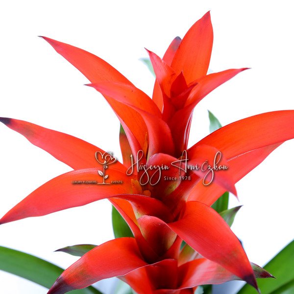 Guzmania
