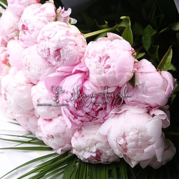 Pink Beauty Peony
