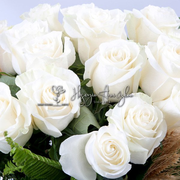 Sugar Doll Roses