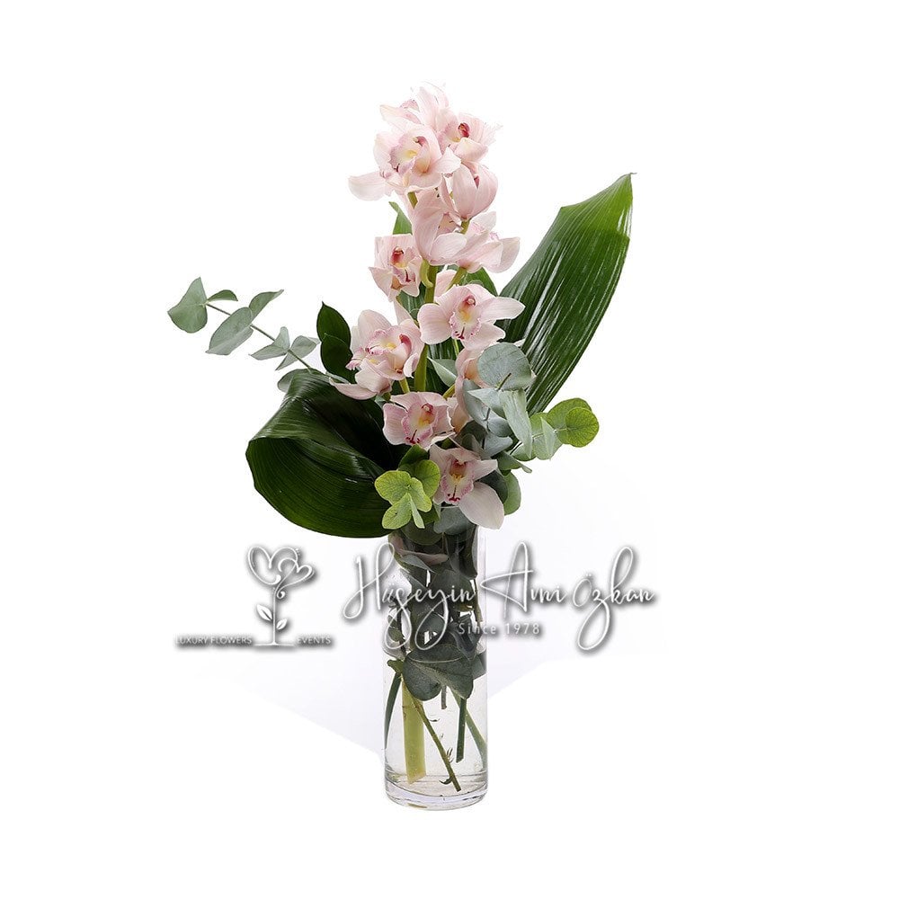 Delmonte Cymbidium Orchid