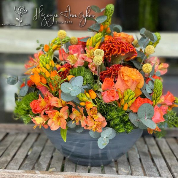 Celosia