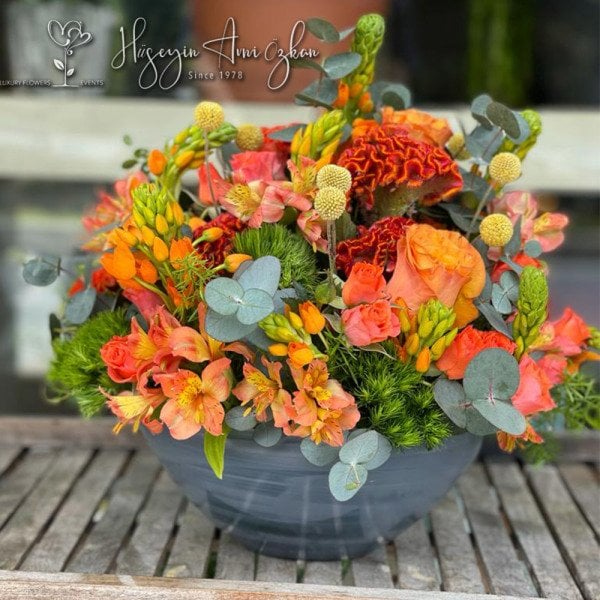 Celosia