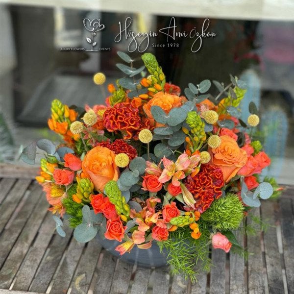 Celosia