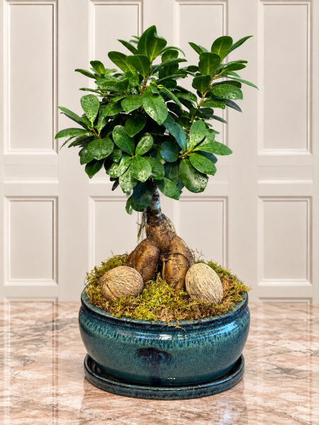 Ficus Ginseng Bonsai – 50 Cm