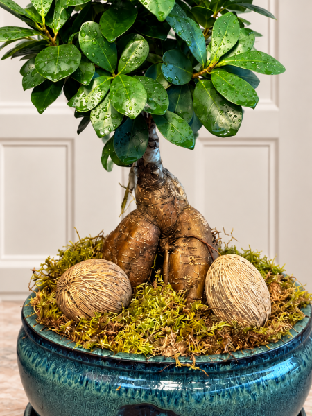 Ficus Ginseng Bonsai – 50 Cm