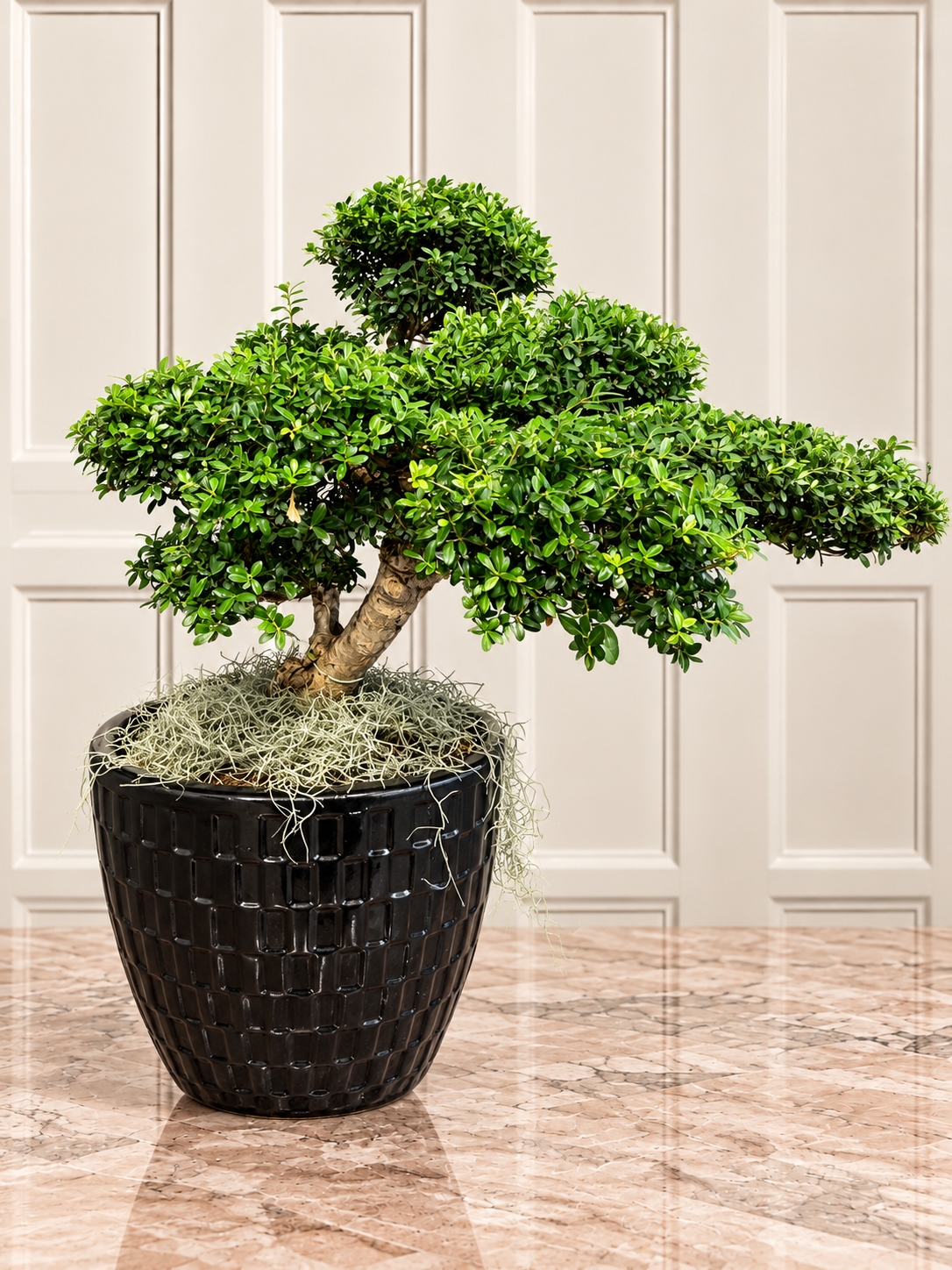 Japon Çobanpüskülü – 80 Cm