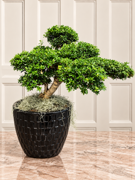 Japon Çobanpüskülü – 80 Cm
