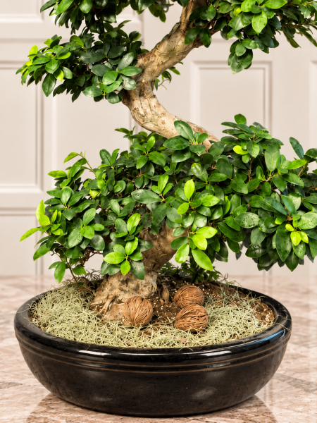 Ficus Ginseng Bonsai – 130 Cm