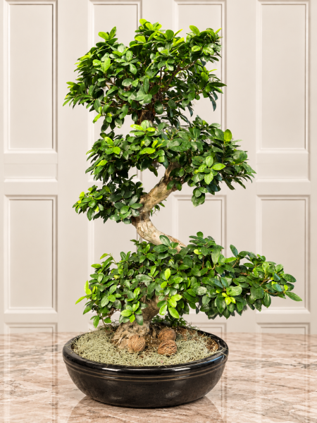 Ficus Ginseng Bonsai – 130 Cm