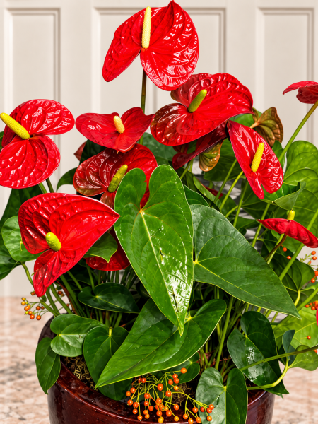Kırmızı Anthurium – 70 Cm