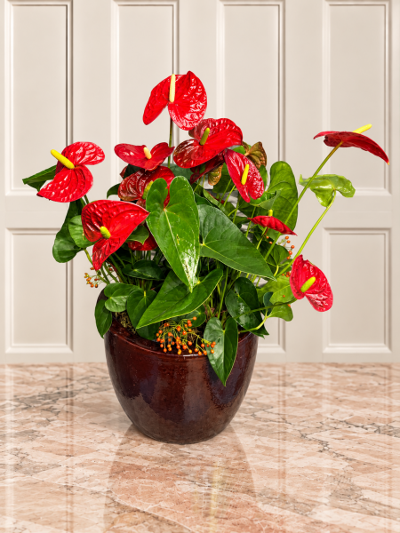 Kırmızı Anthurium – 70 Cm