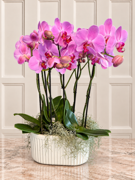 Pembe Phalaenopsis Orkide Aranjmanı