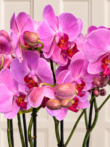 Pembe Phalaenopsis Orkide Aranjmanı