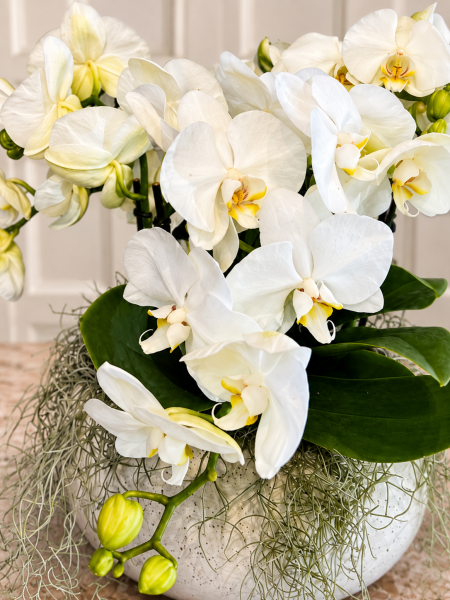Shorty Beyaz Phalaenopsis Orkide