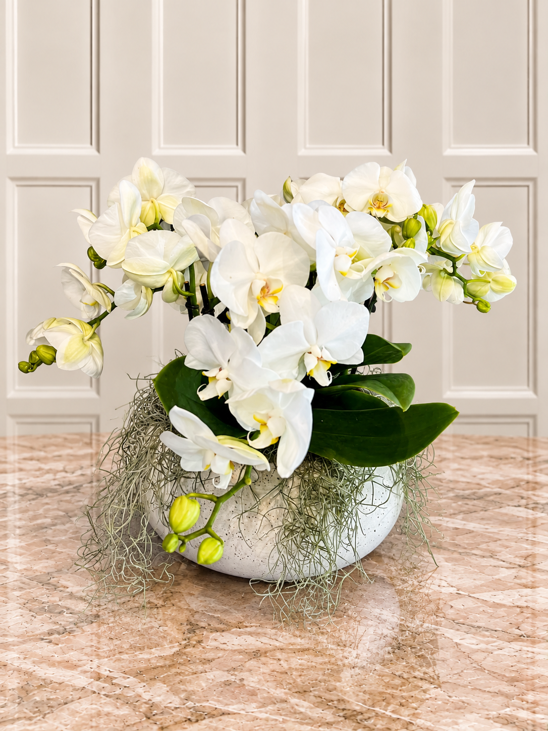 Shorty Beyaz Phalaenopsis Orkide