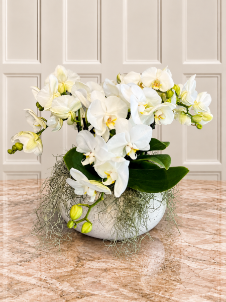 Shorty Beyaz Phalaenopsis Orkide