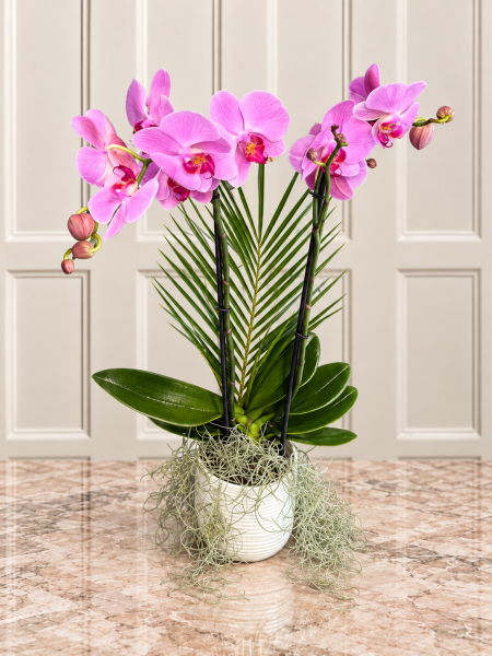İki Dallı Pembe Phalaenopsis Orkide Aranjmanı