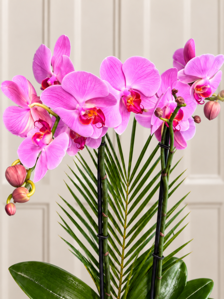 İki Dallı Pembe Phalaenopsis Orkide