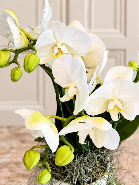 Shorty Beyaz Phalaenopsis Orkide