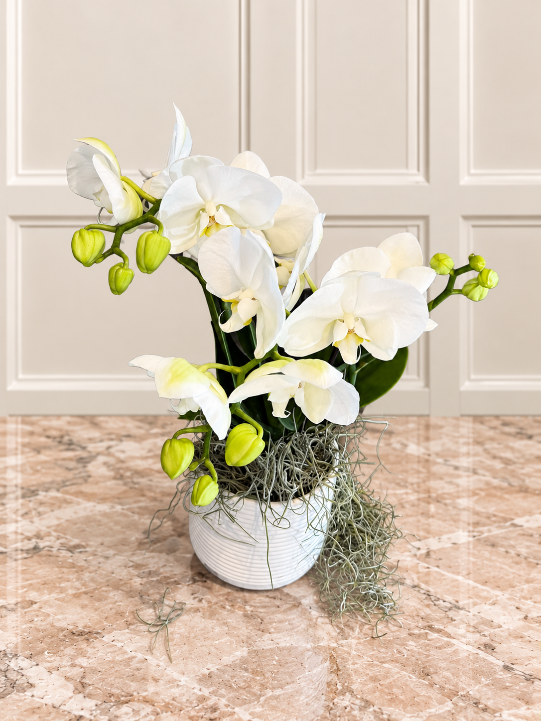 Zarif Beyaz Phalaenopsis Orkide Aranjmanı