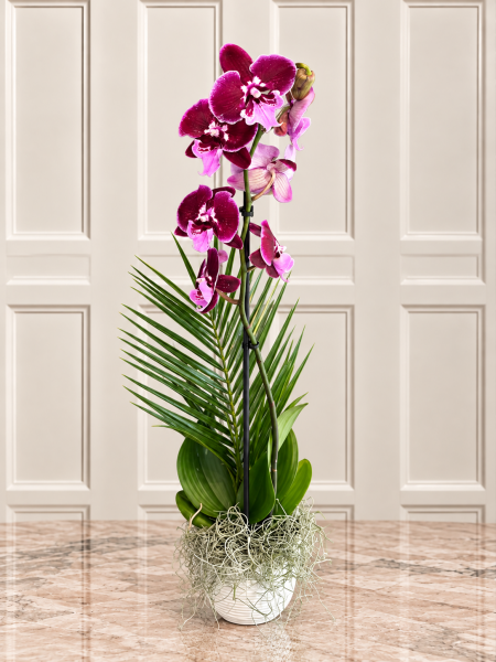 Bordo Phalaenopsis Orkide