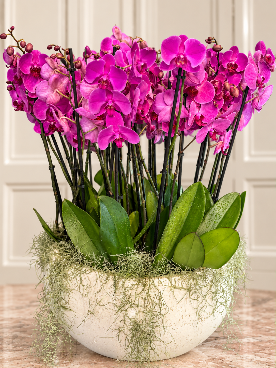 Magenta Phalaenopsis Premium Orkide Aranjmanı