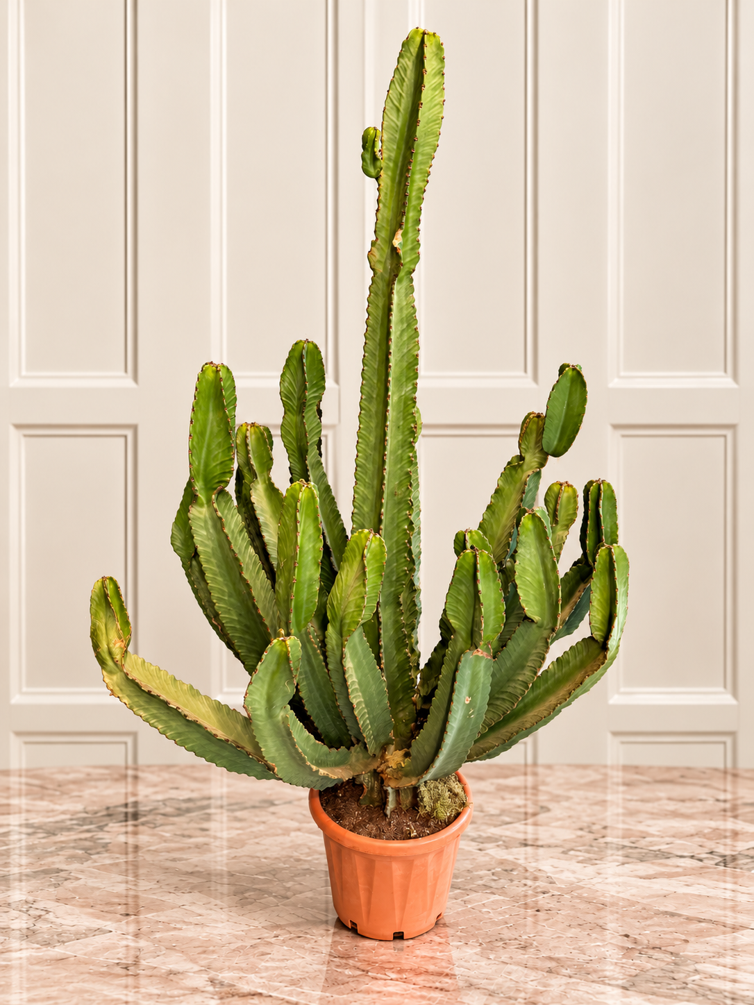 Euphorbia Kandelabra Süt Ağacı