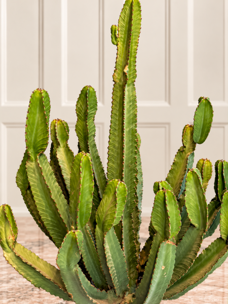 Euphorbia Kandelabra Süt Ağacı