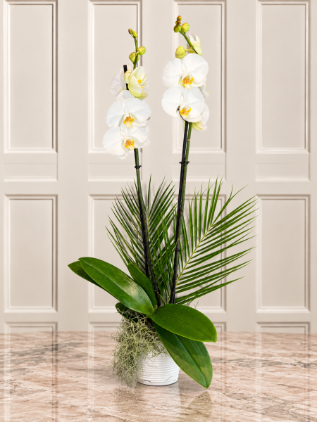 Beyaz Phalaenopsis Orkide