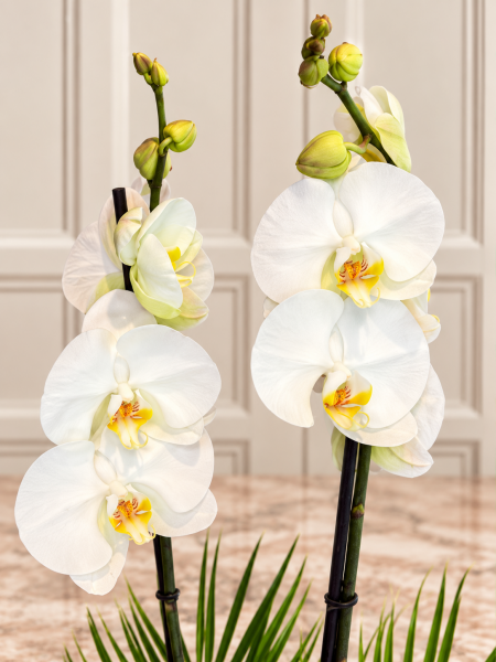 Palmiye Yapraklı Beyaz Phalaenopsis Orkide