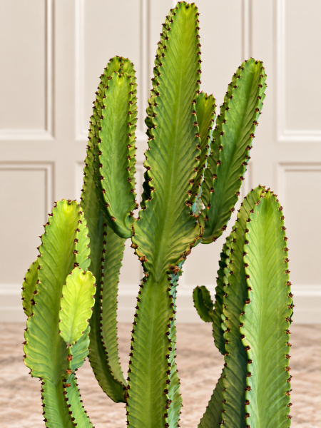 Euphorbia Eritrea Kandelabra Kaktüsü