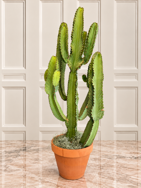Euphorbia Eritrea Kandelabra Kaktüsü