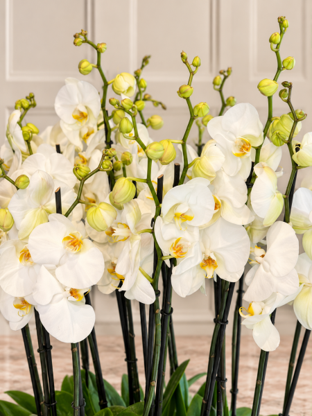 Beyaz Phalaenopsis Orkide Bahçesi
