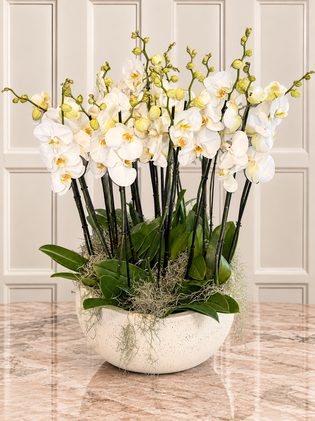 Beyaz Phalaenopsis Orkide Bahçesi